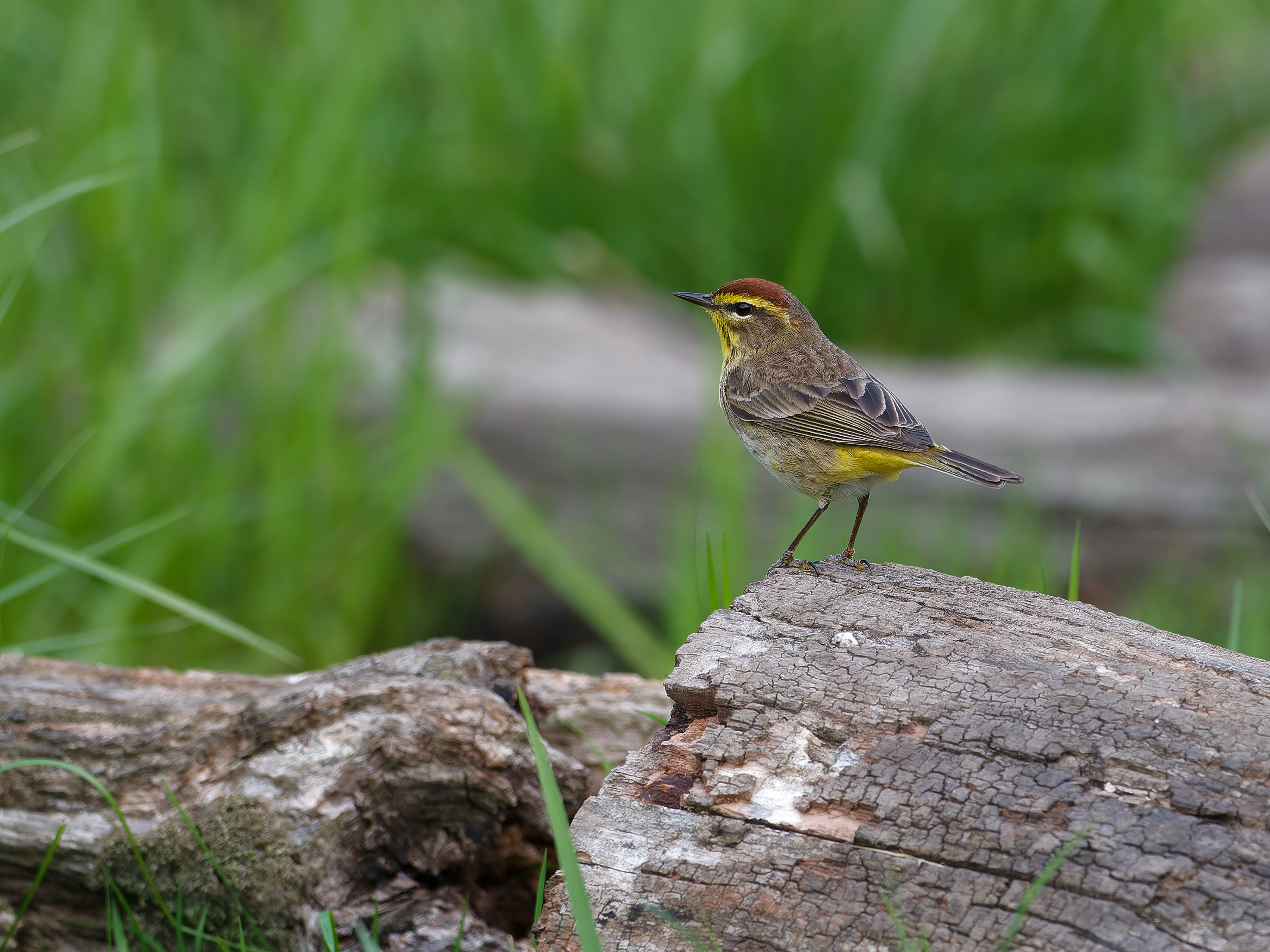 palm warbler standing briefly on a log