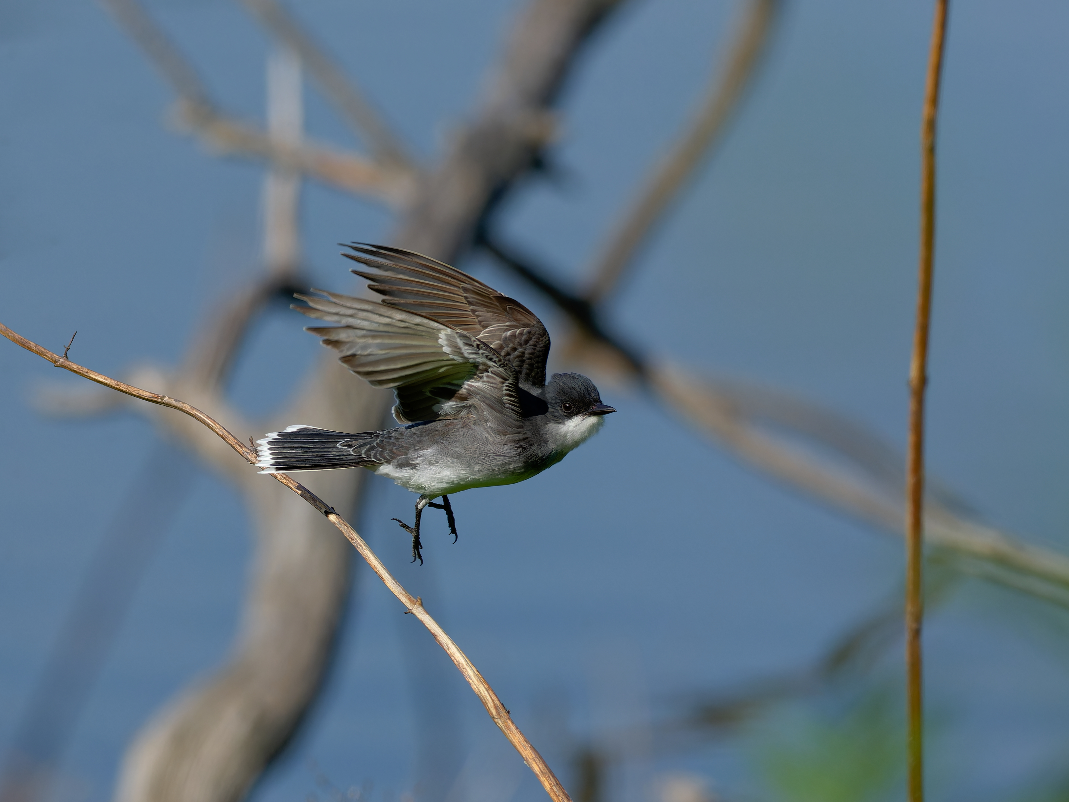 eastern kingbird taking flight