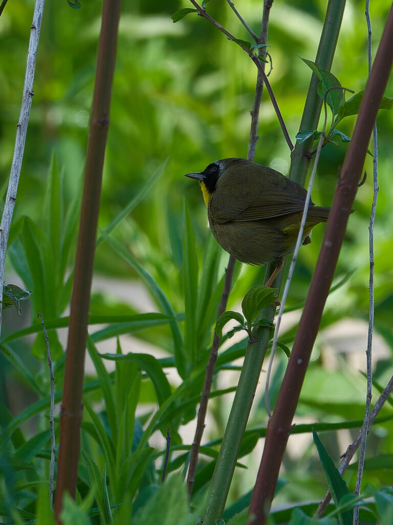 a common yellowthroat sitting on a branch in some undergrowth, with its back to the photographer. however, the bird appears to be looking over it's shoulder, where one can see the identifiable mask of a common yellowthroat.