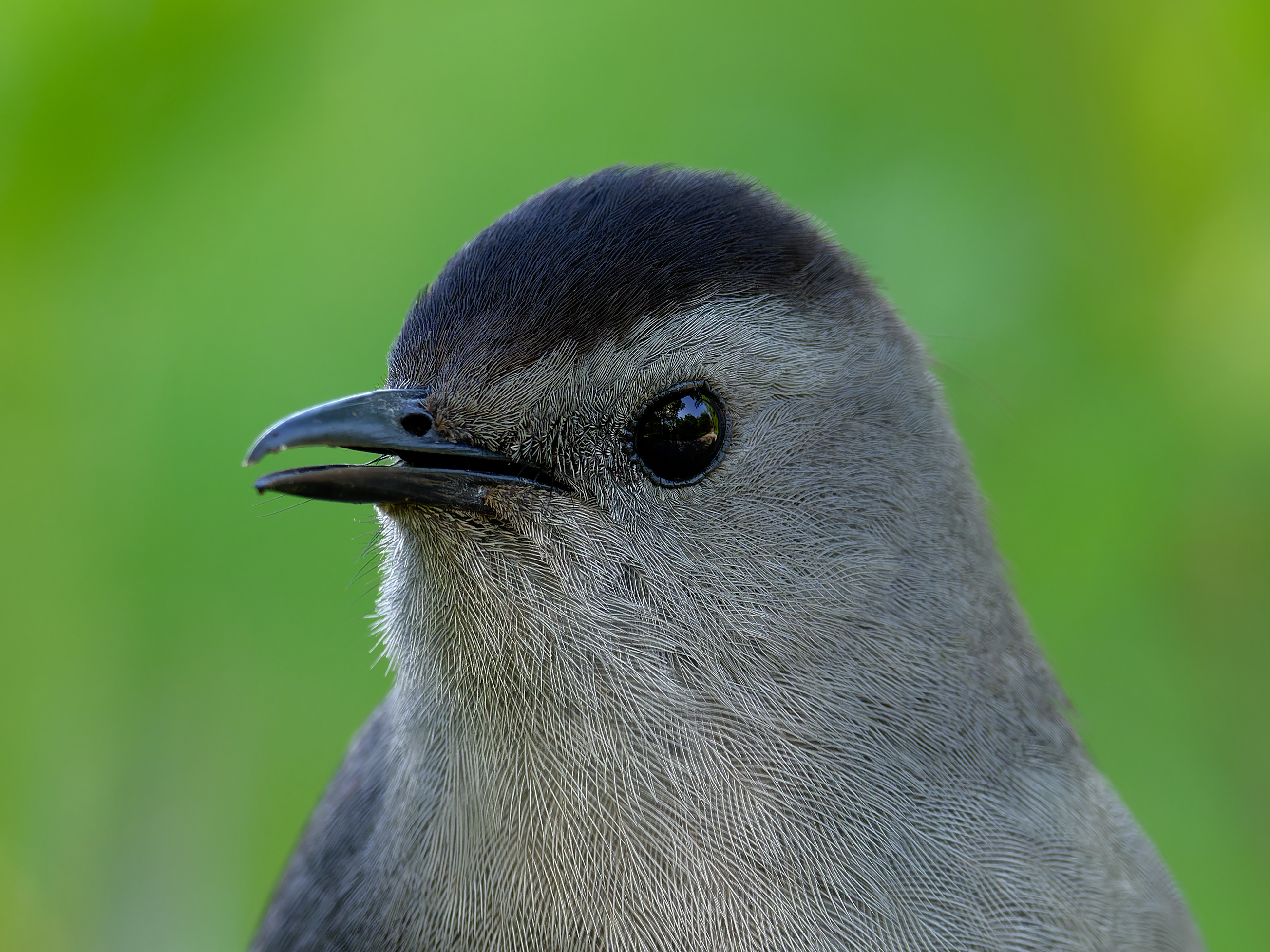 gray catbird very close up, with extremely detailed feathers and a reflection of the photographer within the bird's eye.