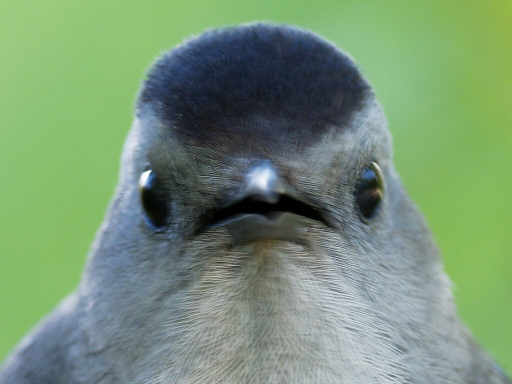 a catbird extremely close turning its head, looking at the photographer head on with what appears to be a look of dismay and confusion on it's blurry face.