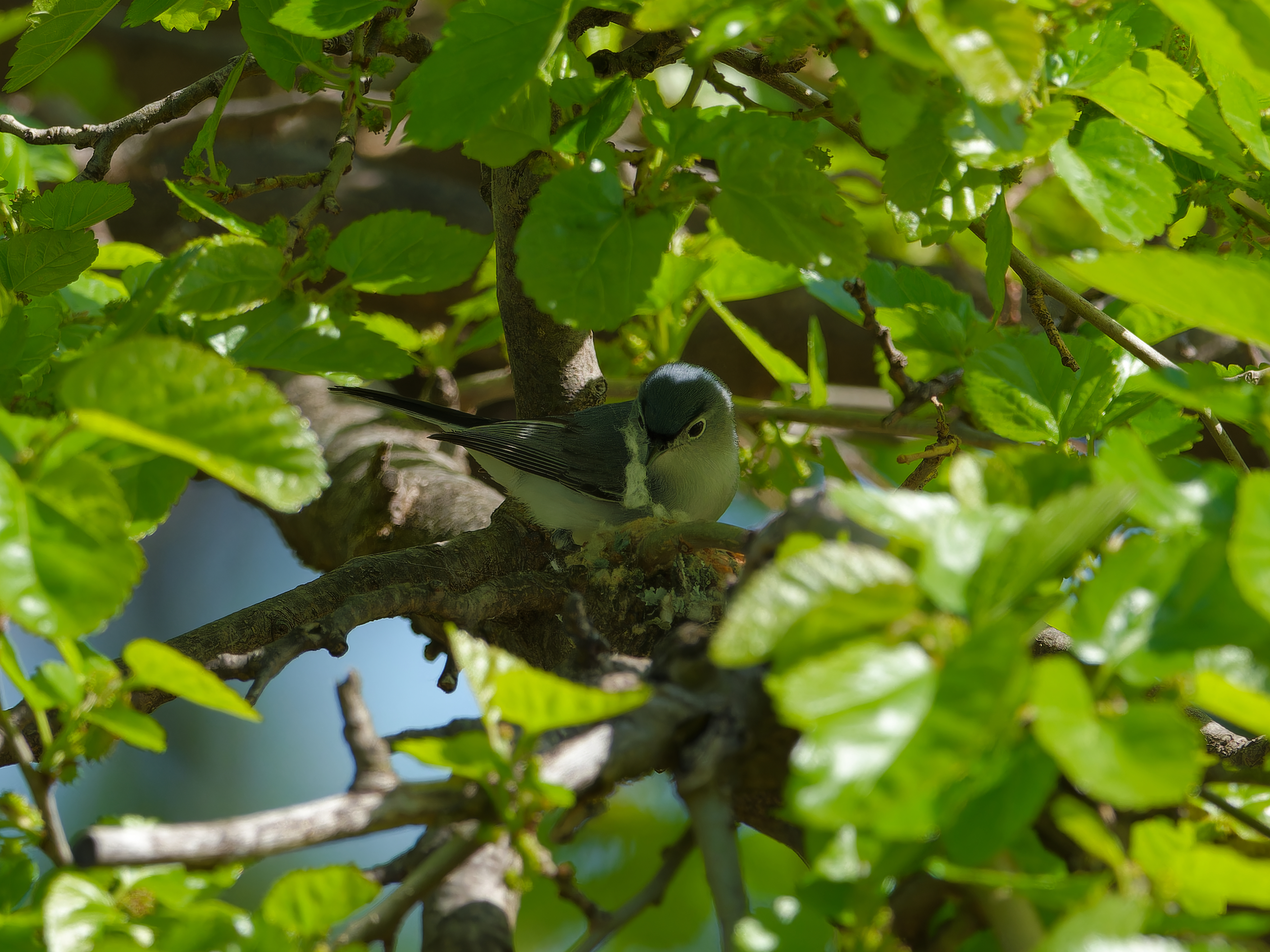 blue-grey gnatcatcher building a nest