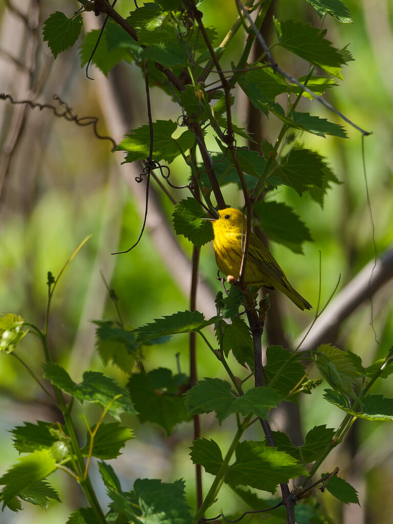 yellow warbler singing, but with in-focus vine just behind it giving it the appearance that the bird instead has a long tongue that it has wrapped around a nearby branch/