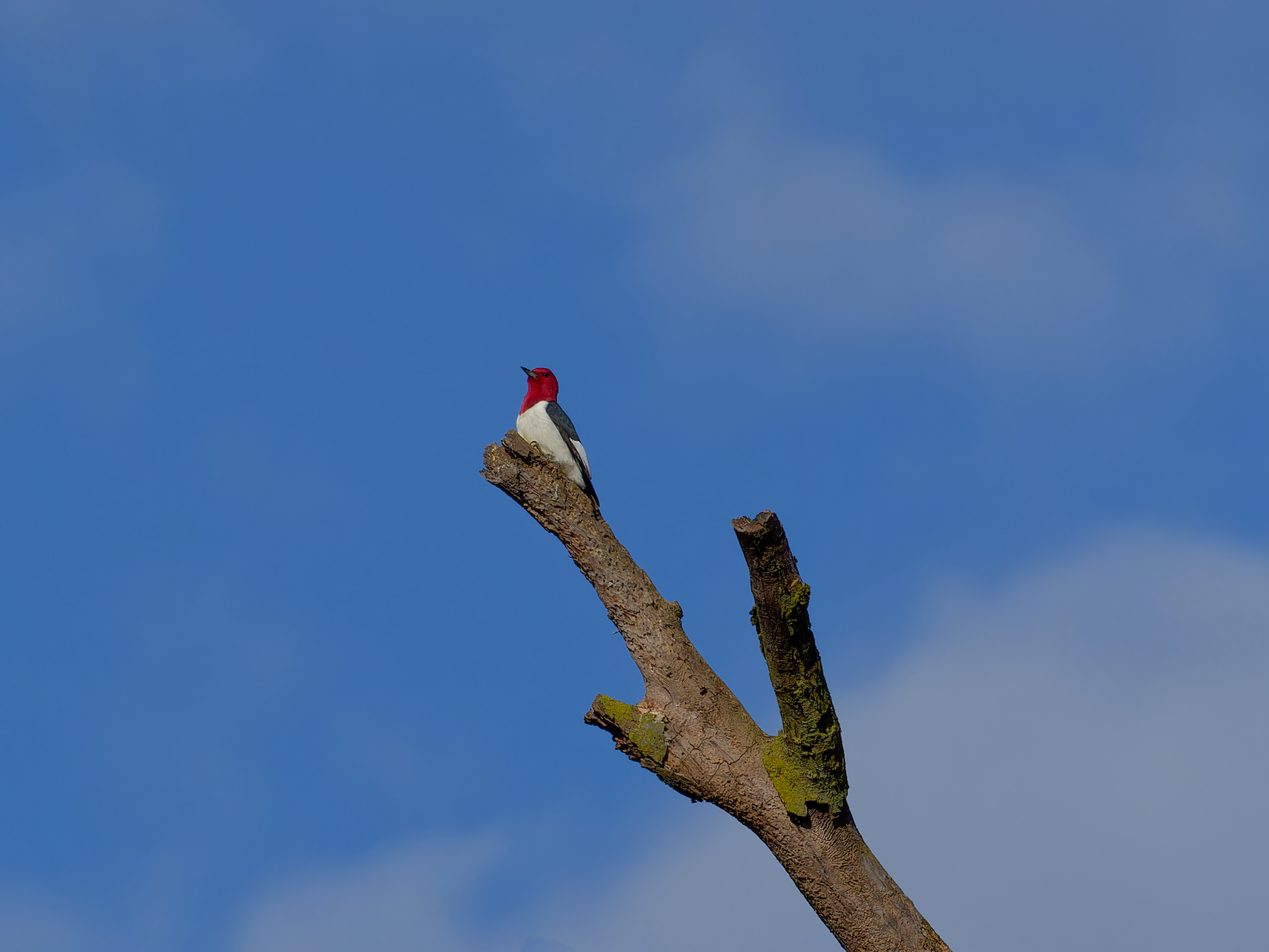 a red headed woodpecker sitting proudly in a dead tree