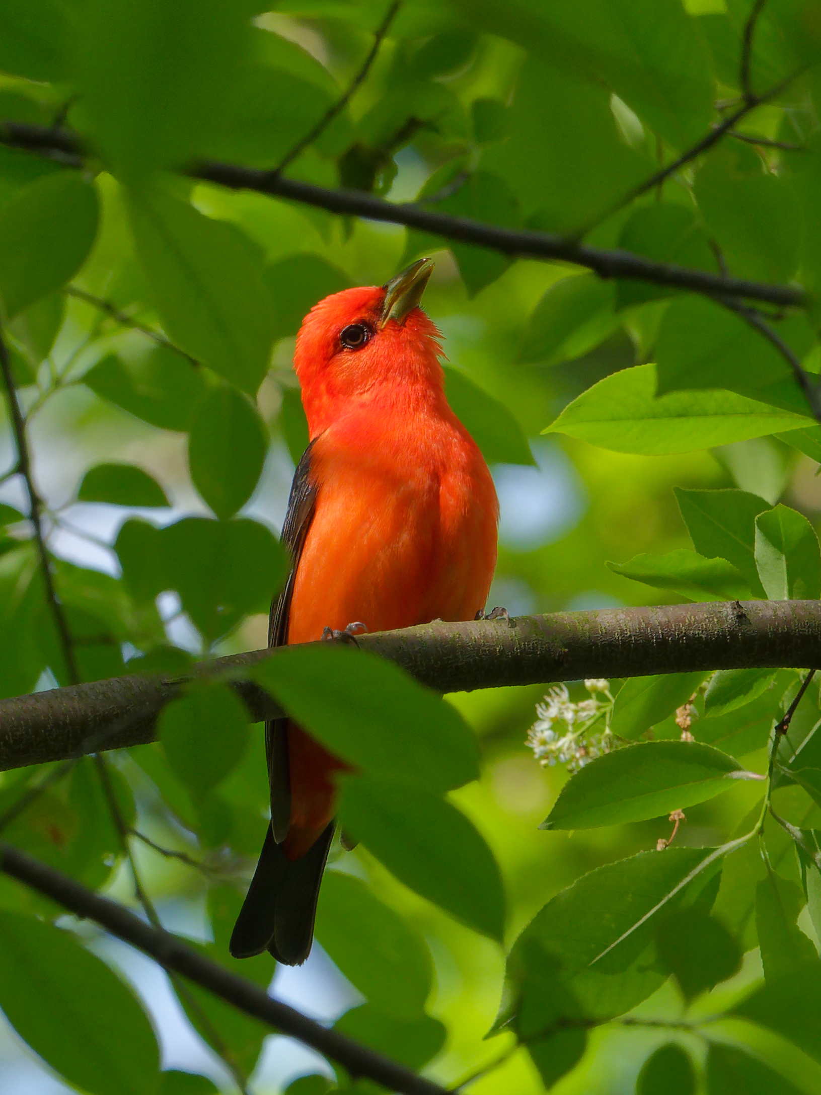 a male scarlet tanager belting out its song, seeking a mate