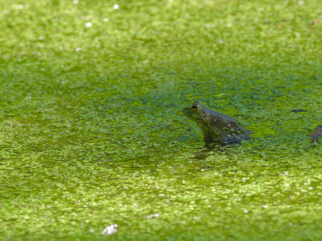 a frog sitting in a leaf-covered pond