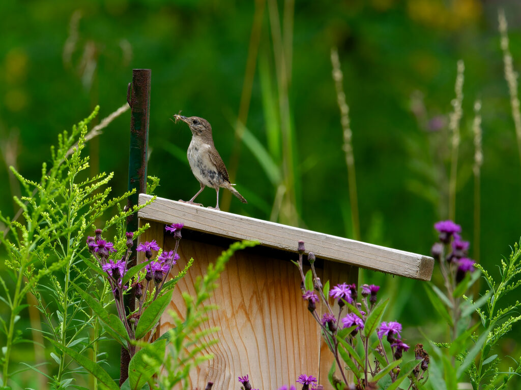 house wren on top of a bird house feeding its family