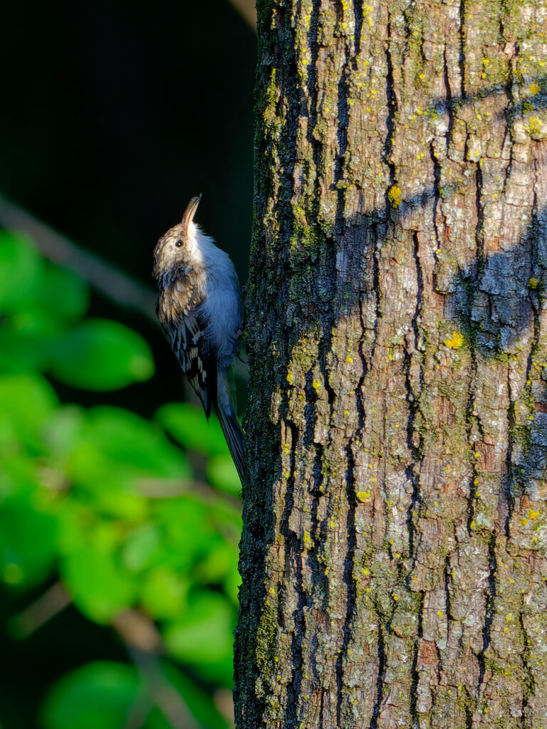 brown creeper moving up a tree, with its tongue darting back into its mouth after a tasty morsel.