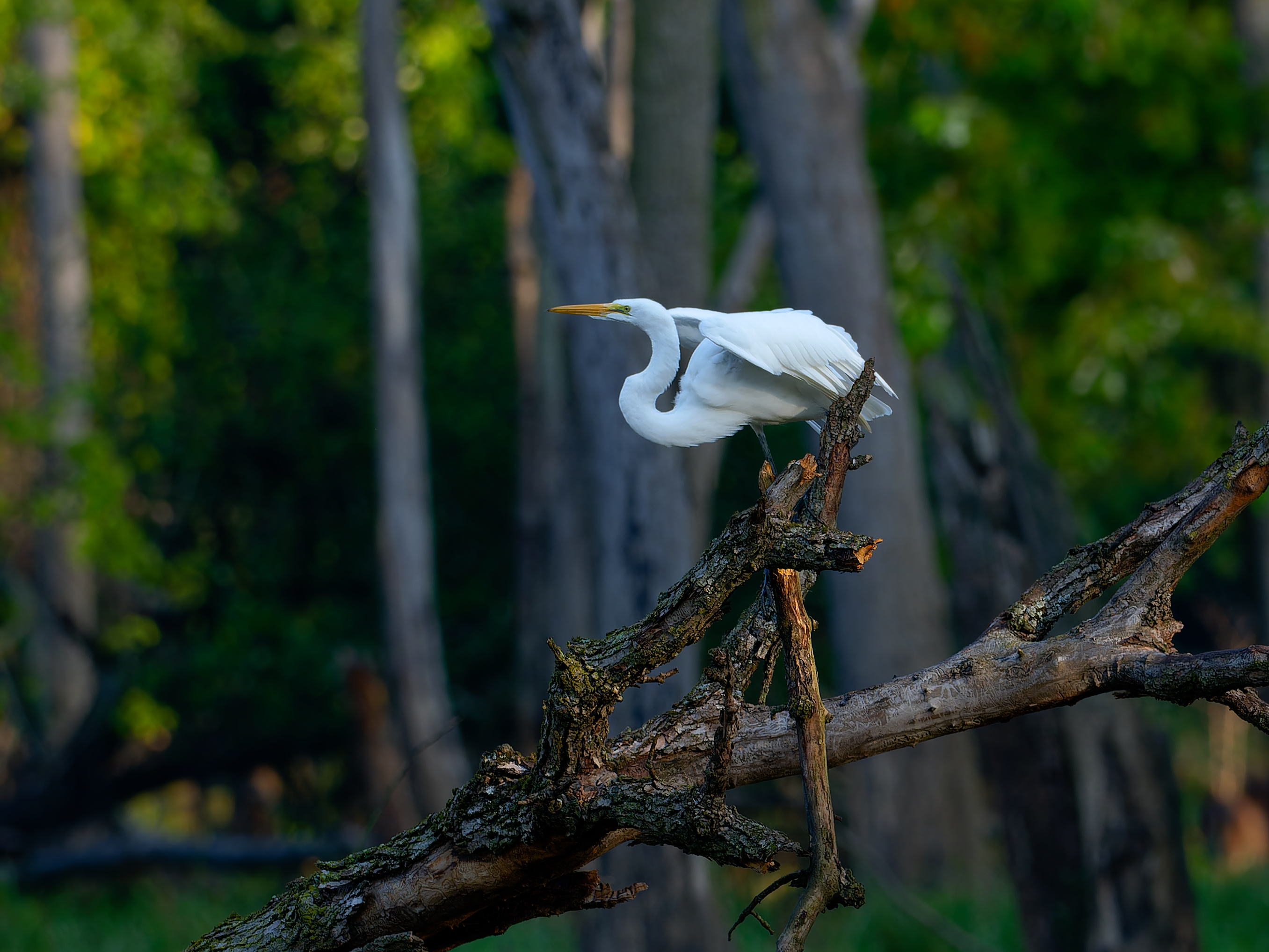 great egret taking off from a branch