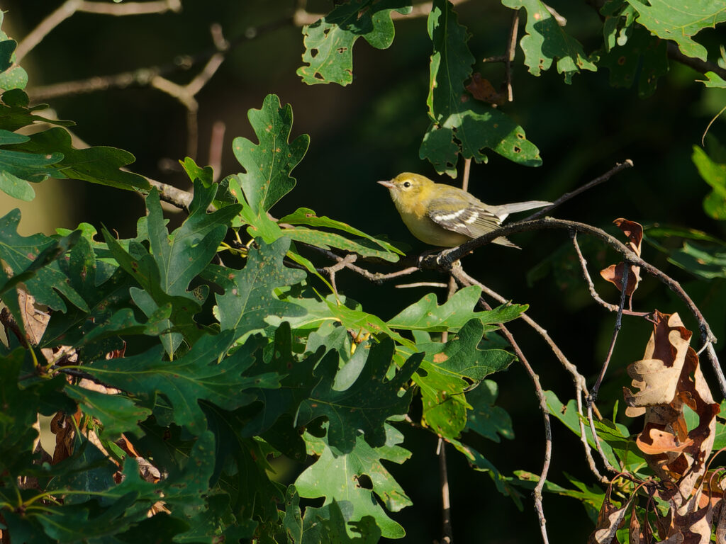 bay-breasted warbler readying another hop to a different branch