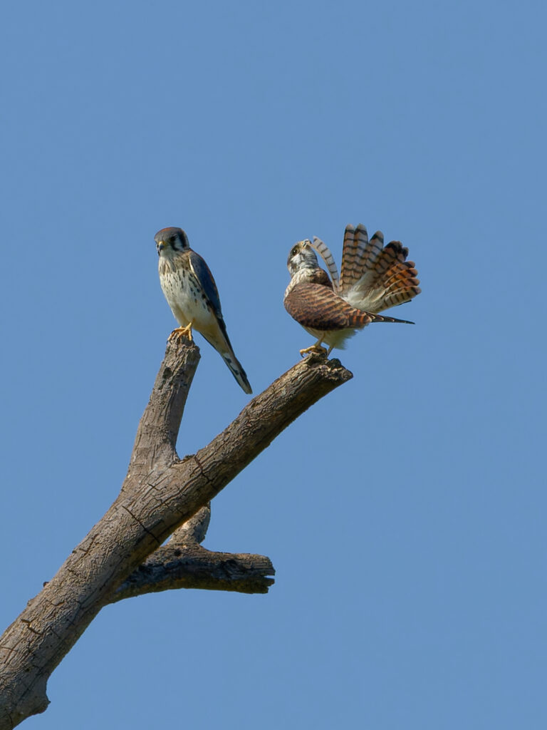 american kestrel pair, one remaining vigilant, the other preening the very tip of its tail feather.