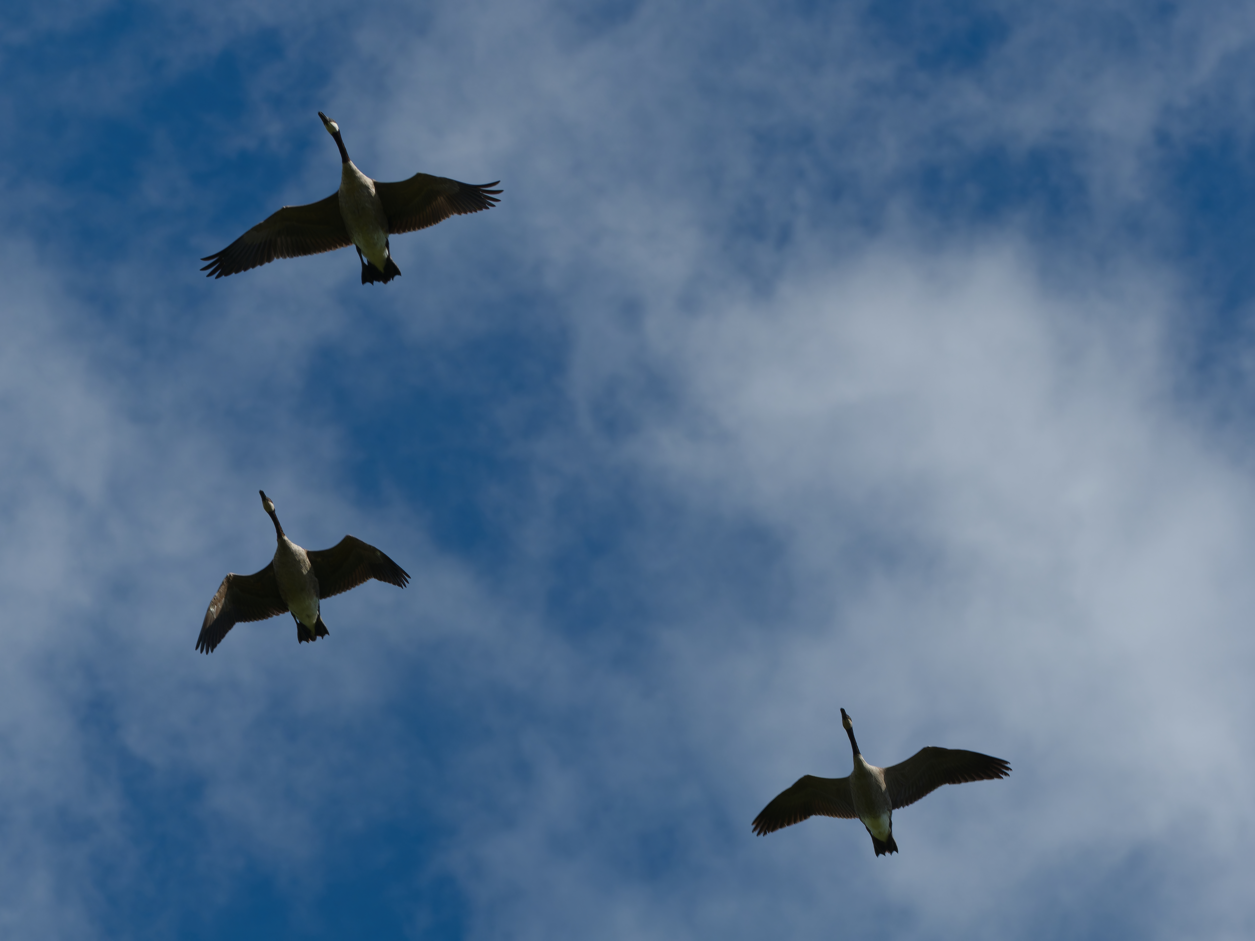 canadian geese flying overhead