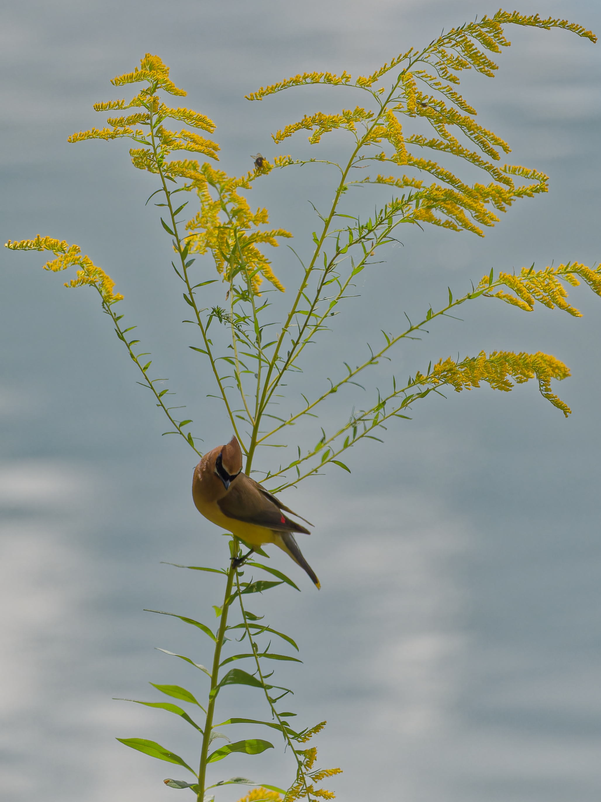 cedar waxwing hanging onto several goldenrod stalks as it takes a rest.