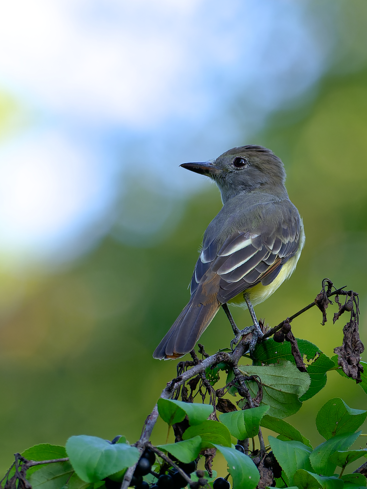 great crested flycatcher looking for a snack