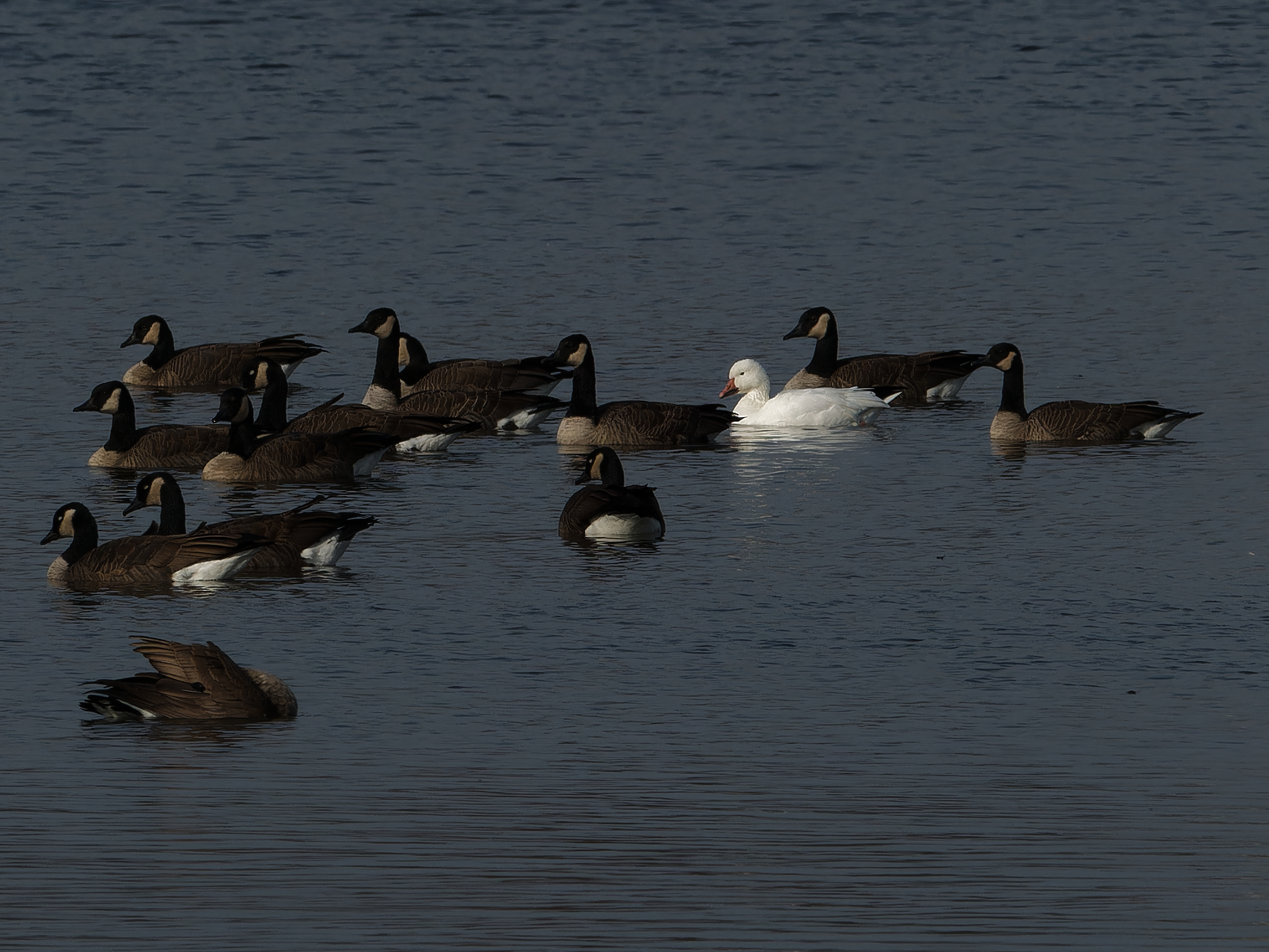 a snow goose trying in vein to blend in with a gaggle of canadian geese