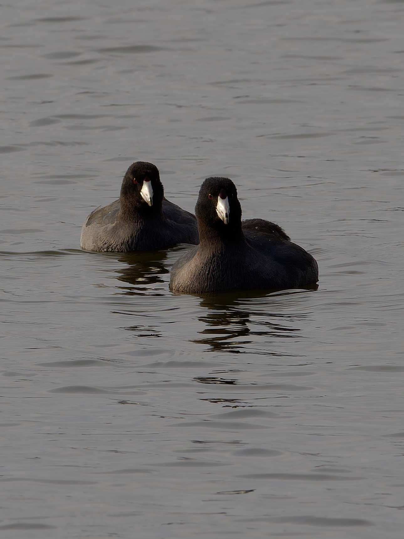 a pair of american coots