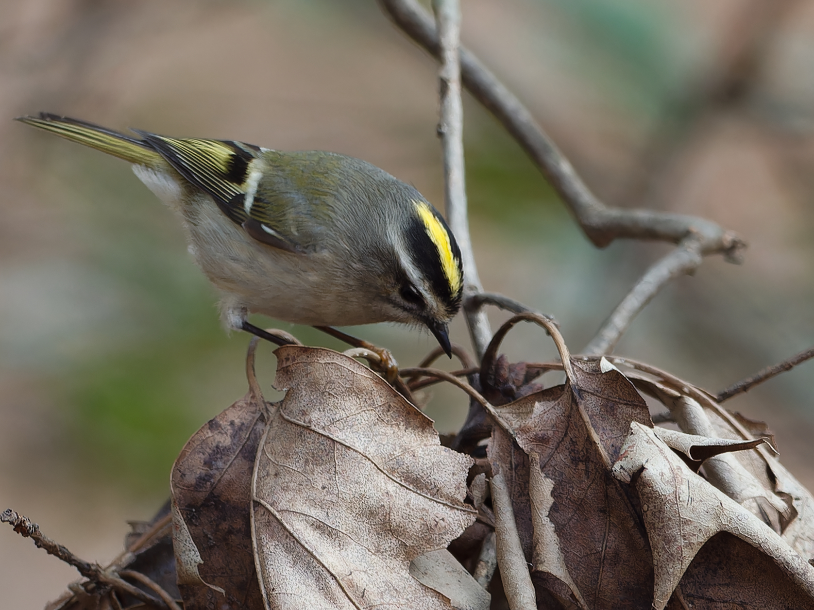 a golden crown kinglet checking out some leaf litter