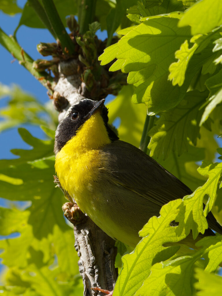 common yellowthroat