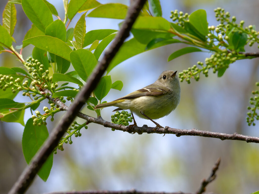 ruby crowned kinglet